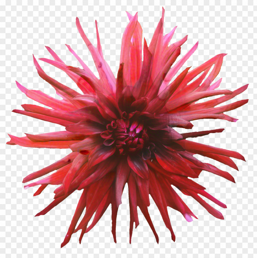Sea Anemone Wildflower Pink Flower Cartoon PNG