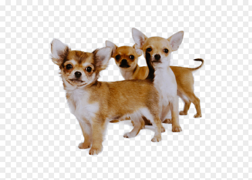 Snout Companion Dog Chihuahua Puppy PNG