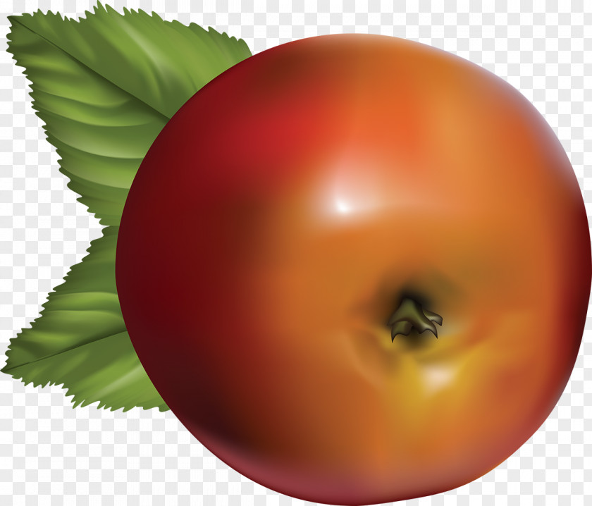 Tomato Apple Fruit Food Vector Graphics PNG