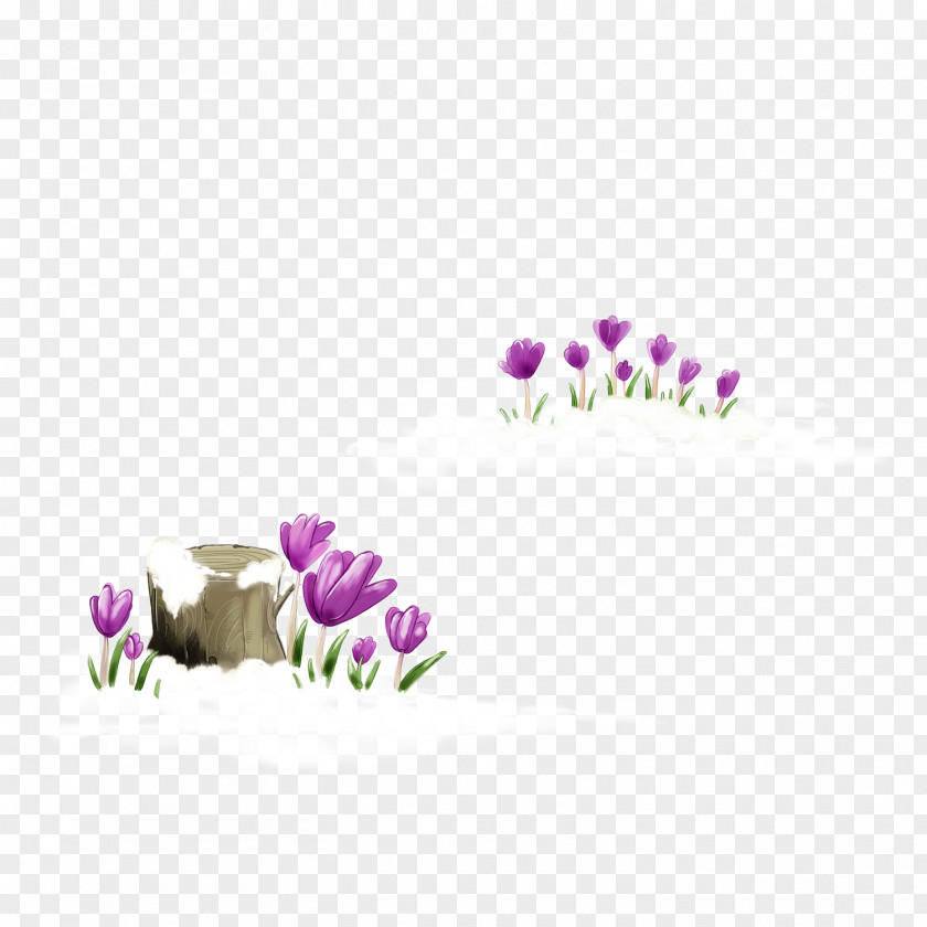 Tulip Flower PNG