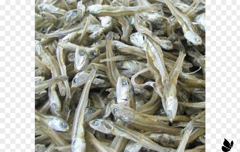 Anchovy Jorim Japanese Food Drying Anchovies As PNG