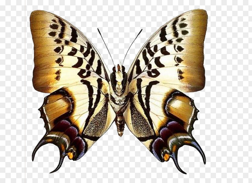 Butterfly Greta Oto Clip Art PNG