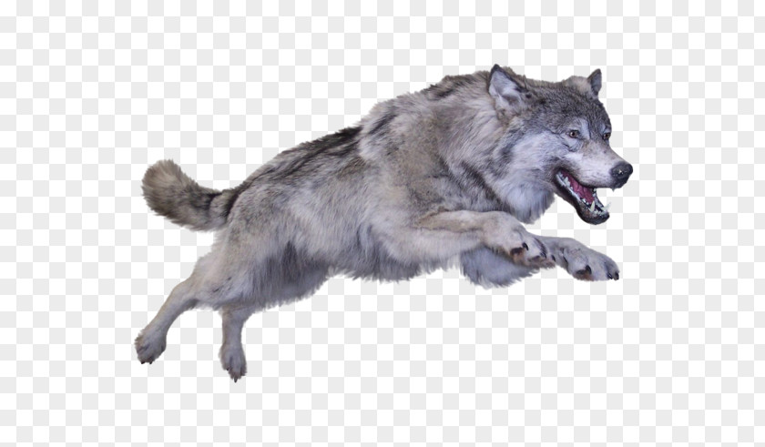 Dog Coyote Arctic Wolf Clip Art PNG
