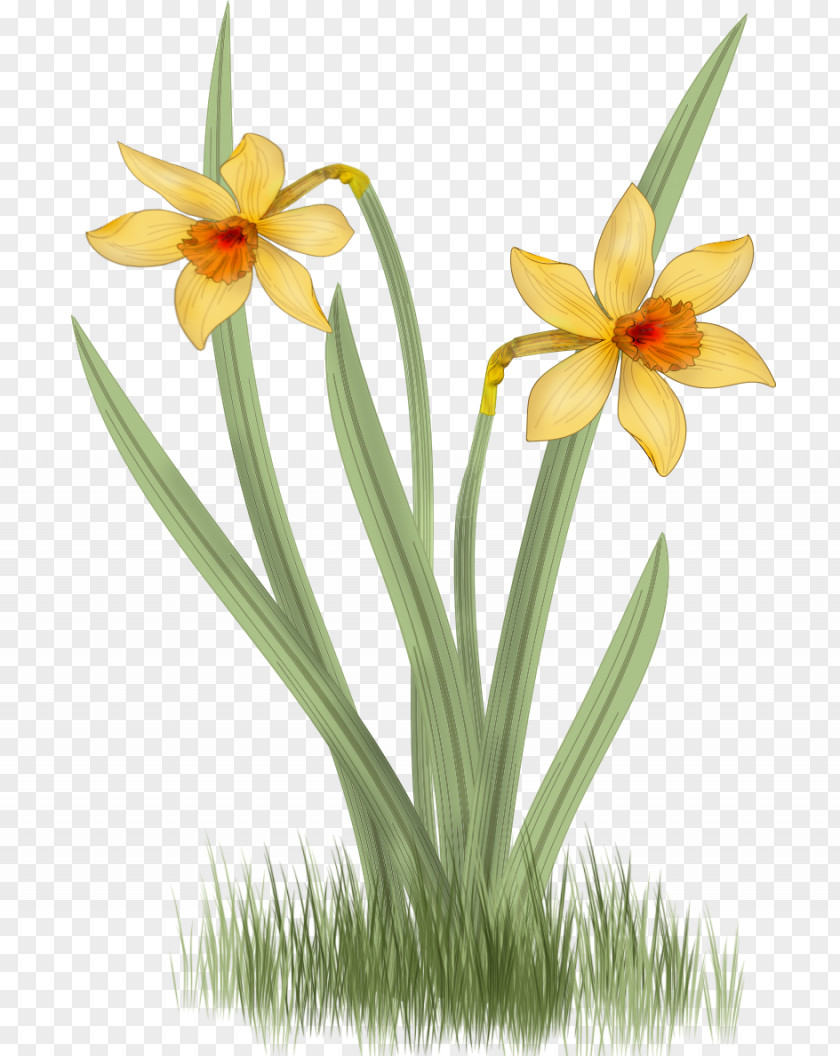 Flower Daffodil Narcissus Drawing Clip Art PNG