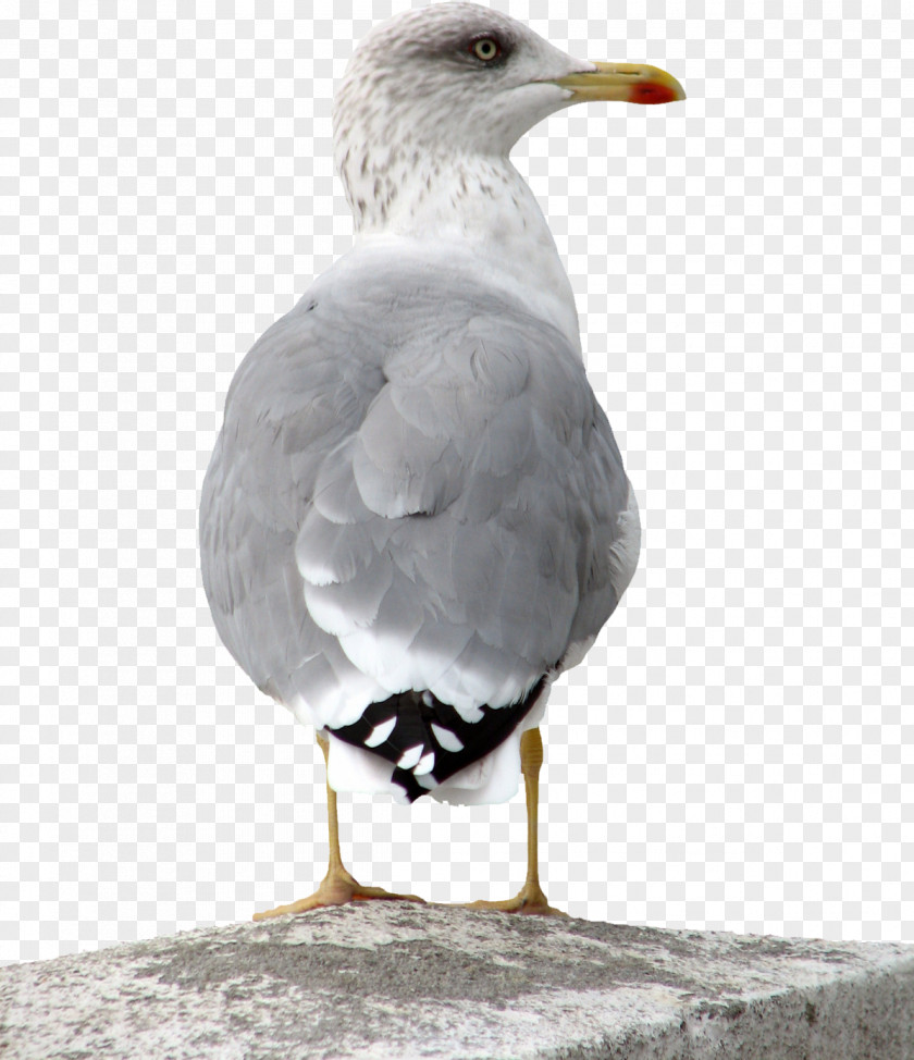 Gull Yearn 2 Learn Hotel PNG