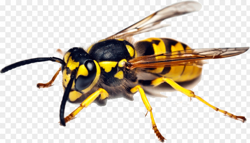 Insect Bee Wasp Pest Control Cockroach PNG