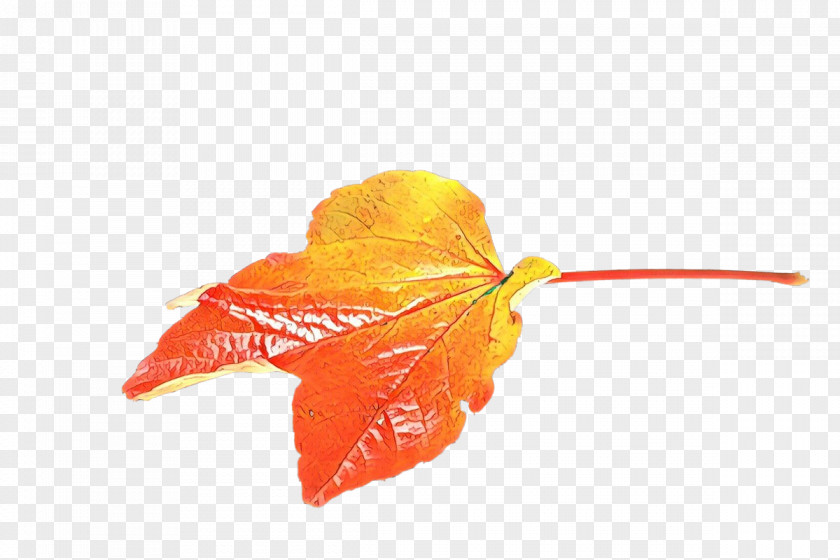 Orange PNG