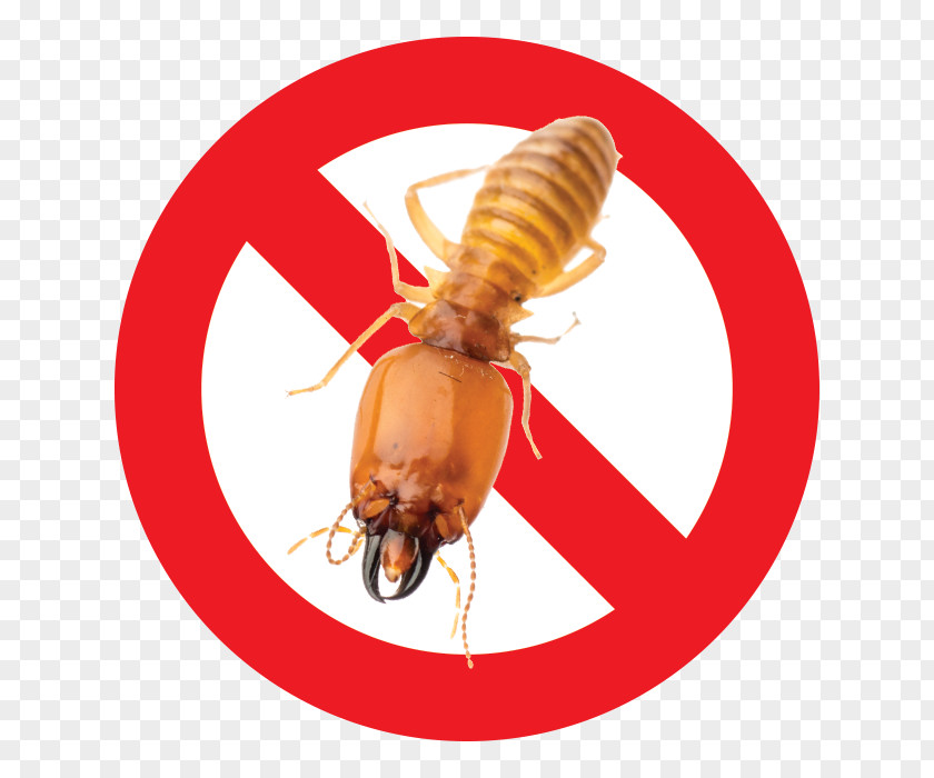 Big D Pest And Termite Services Zazzle Sticker Sign Symbol PNG