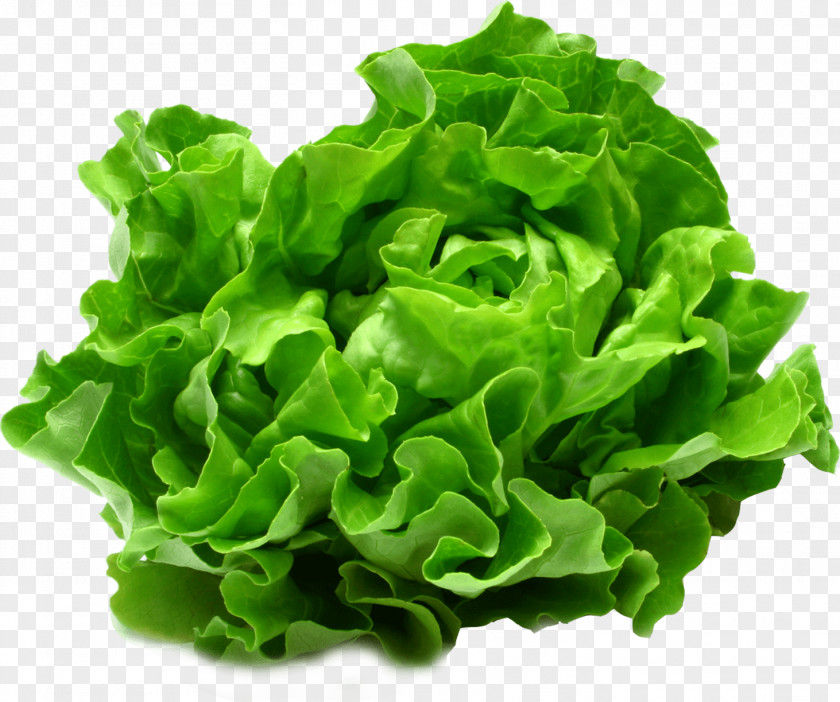 Salade Verte Lettuce Organic Food Vegetable Greens PNG