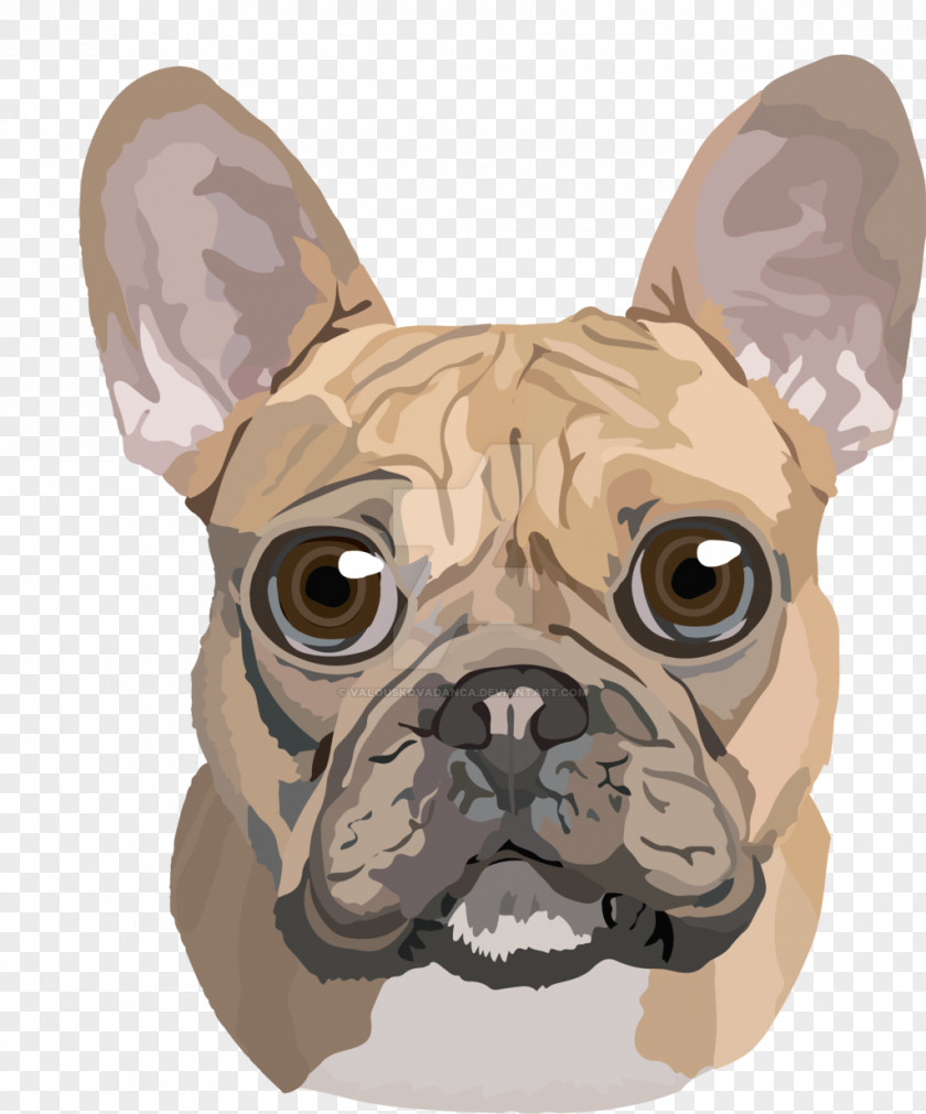 Bulldog French Toy Boston Terrier Pug PNG