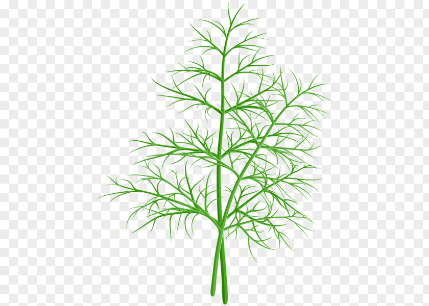 Dill Taman Clip Art Openclipart Image Free Content PNG