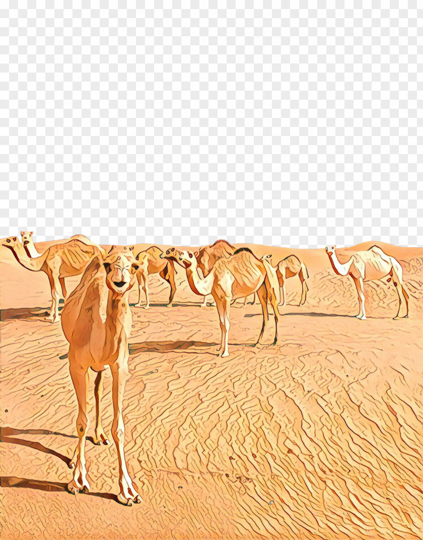 Fawn Sahara Dromedary Camel PNG