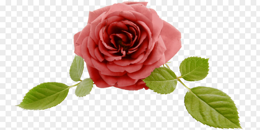 Garden Roses Jeonju Cabbage Rose Floribunda Clip Art PNG
