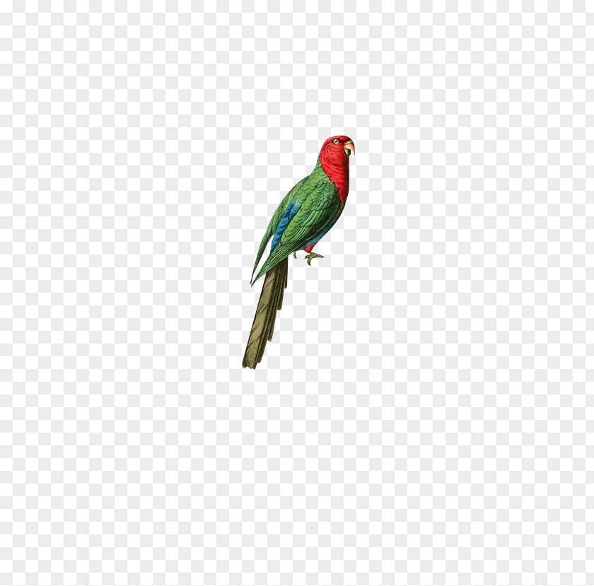 Hand-painted Parrot Australian King Bird PNG