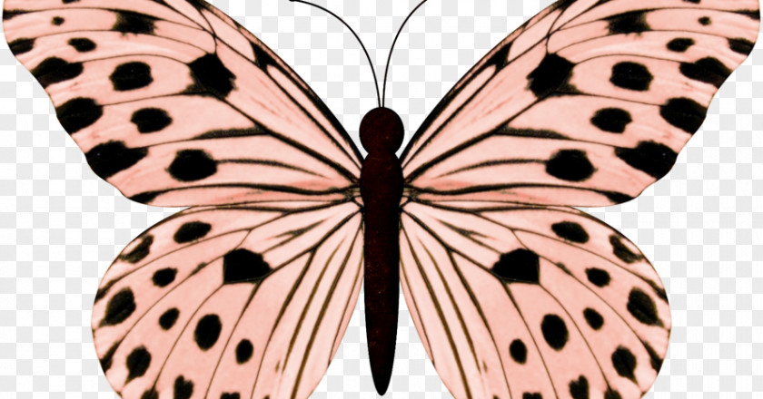 Ms. Butterfly Clip Art Image Butterflies & Moths Insect PNG