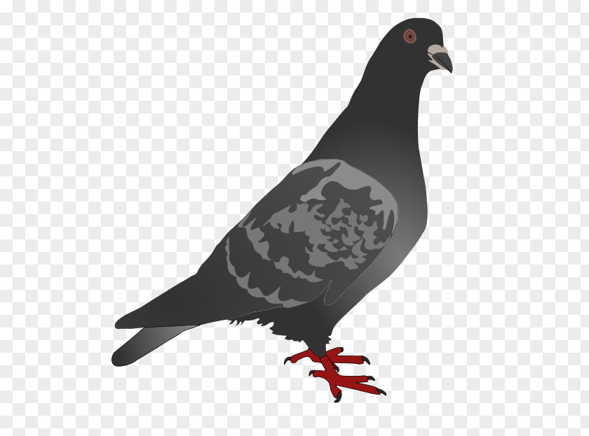 Peace Pigeon Homing English Carrier Columbidae Bird Clip Art PNG