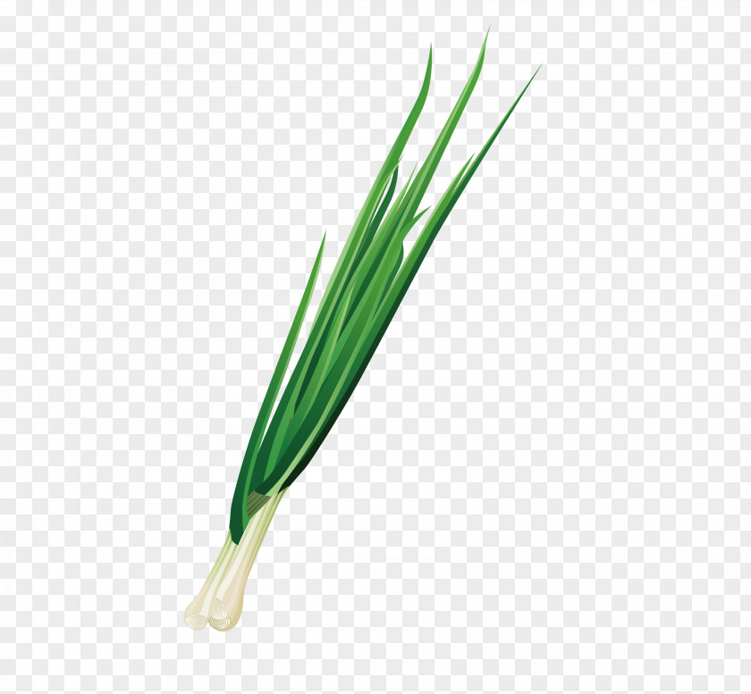 Vector Tender Onion Flavored Vegetable Material Allium Fistulosum Welsh Cuisine Condiment PNG