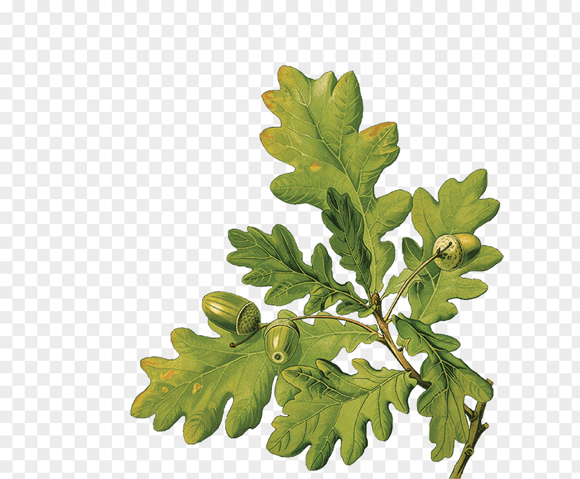 Fern Plane Family Tree Background PNG