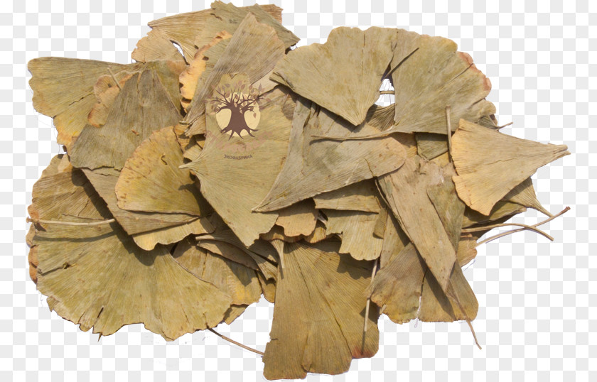 Ginkgo-biloba Maidenhair Tree Leaf Plane Trees Schinus Molle Extract PNG