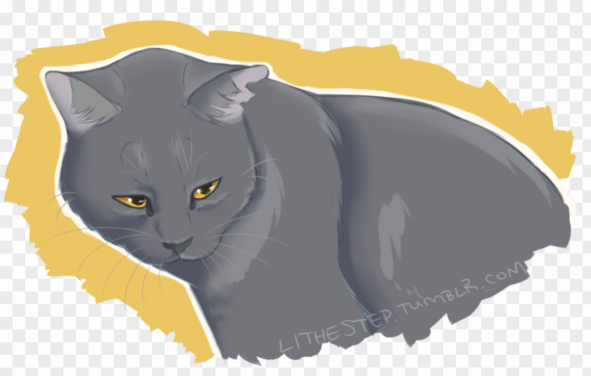 Kitten Chartreux Korat Whiskers Domestic Short-haired Cat PNG