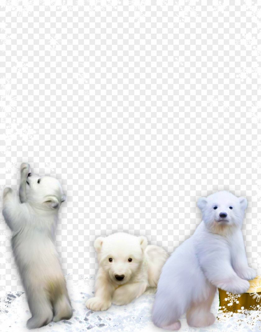 Red Panda Play West Highland White Terrier Giant Bear Dog Breed PNG