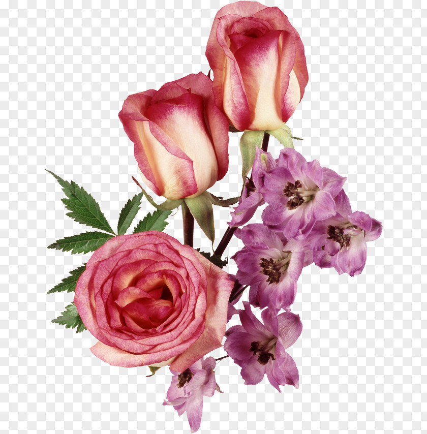 Rose Still Life: Pink Roses Flower Clip Art PNG