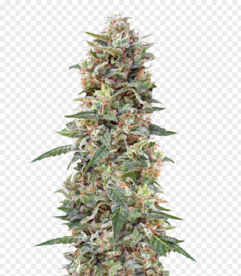 Cannabis Kush Feminized Seed Cultivar PNG