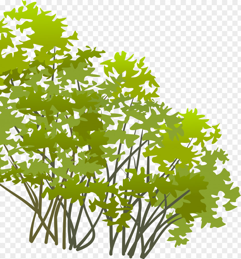 Clip Art Branch Shrub Tree PNG