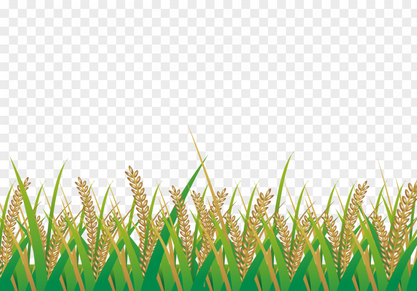 Rice Harvest Season Paddy Field Illustration PNG
