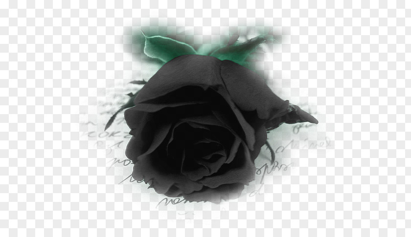Rose Black Desktop Wallpaper Download PNG