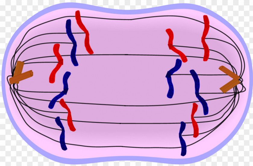 Stage Mitosis Anaphase Cytokinesis Metaphase Interphase PNG