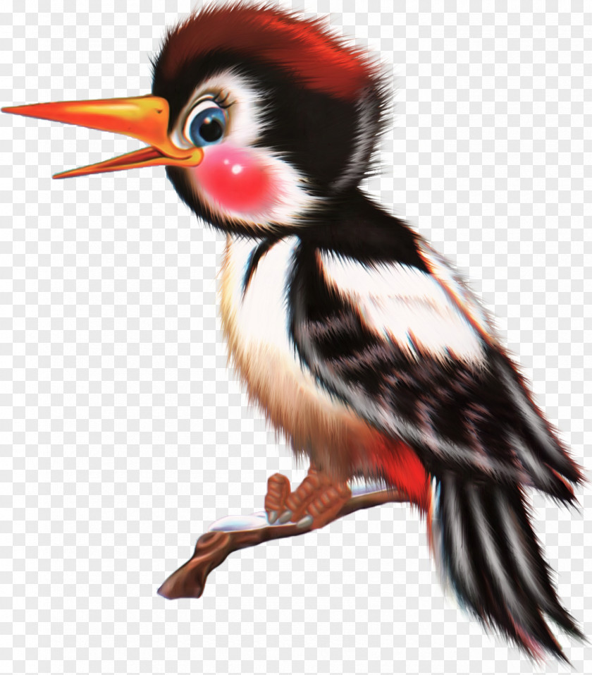 Insect Bird Animal Coraciiformes PNG