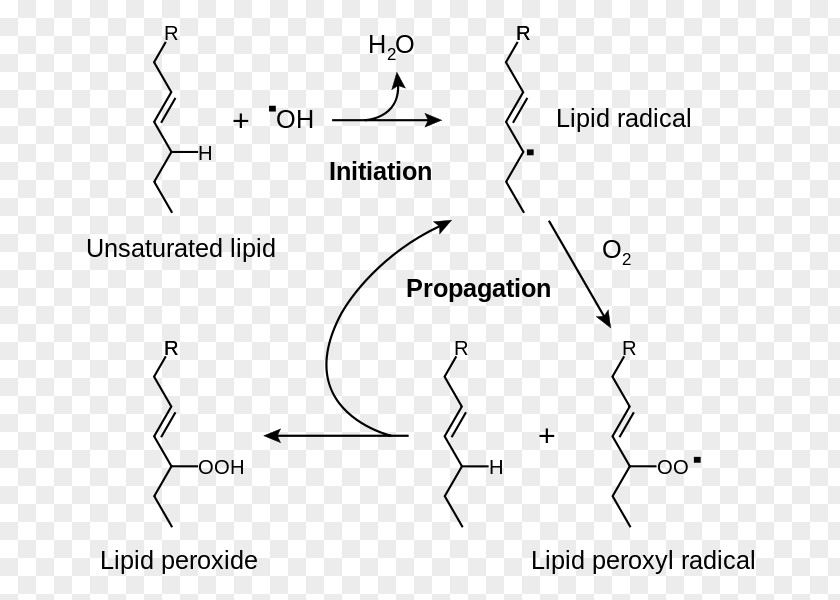Lipid Peroxidation Rancidification Redox Radical PNG
