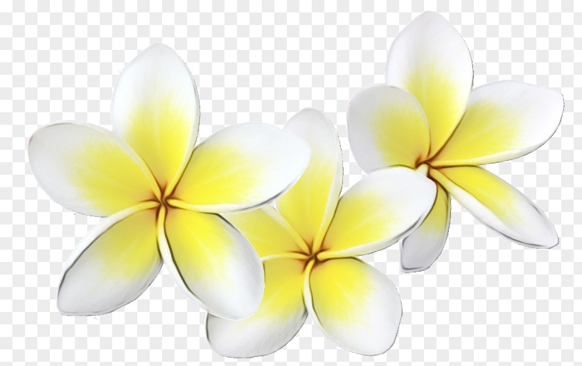 Plant Yellow Frangipani Flower Petal PNG