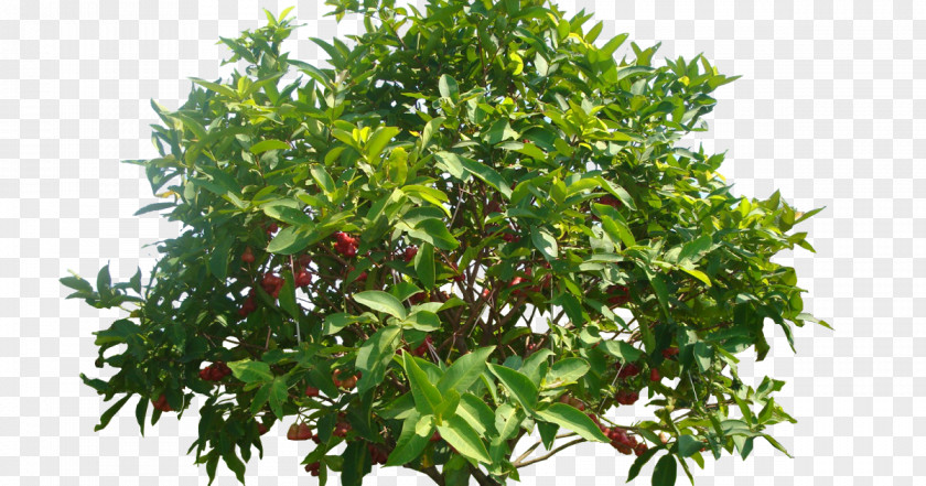 Tree Watery Rose Apple Common Guava Crop Mangifera Indica PNG