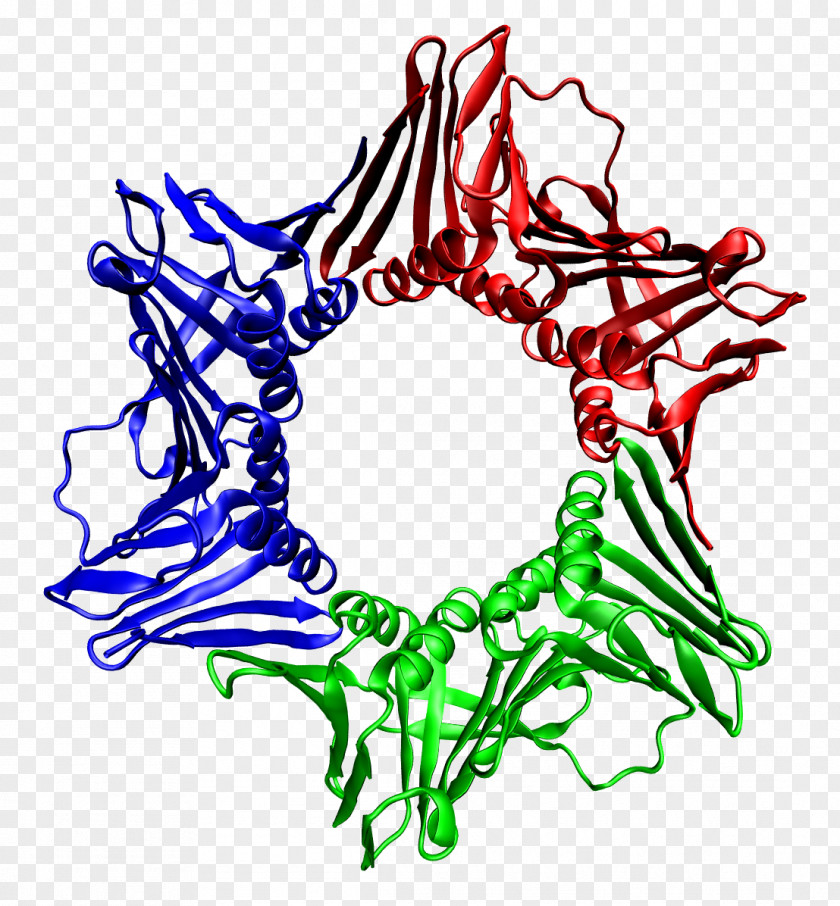 Biology DNA Clamp Replication Polymerase Proliferating Cell Nuclear Antigen PNG