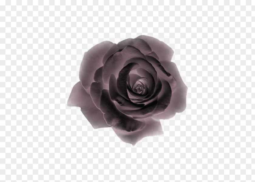 Flower Animaatio Garden Roses PNG