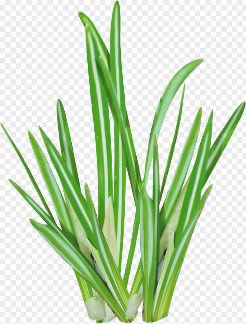 Lemon Grass Herbaceous Plant Raster Graphics Aloe Vera Clip Art PNG