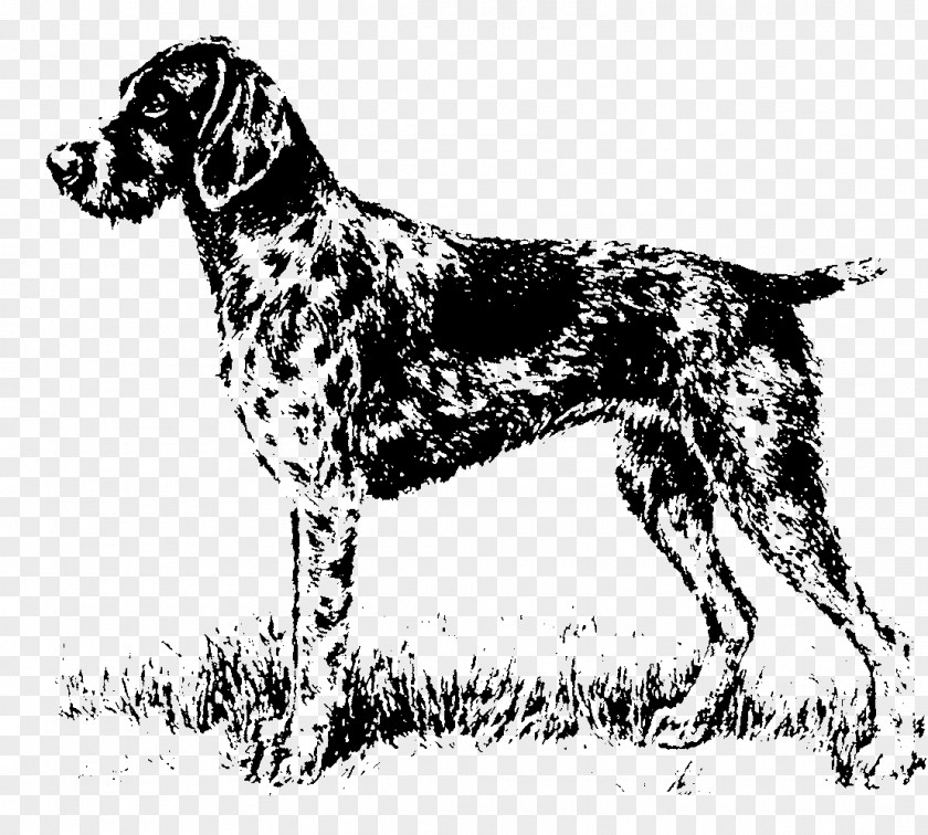 Old Danish Pointer Small Münsterländer Auvergne Dog Breed Hunting PNG