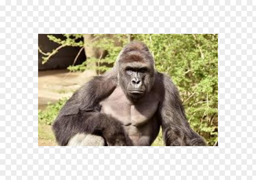 Cincinnati Zoo And Botanical Garden Killing Of Harambe Western Lowland Gorilla PNG