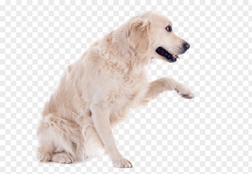 Golden Retriever Dog Amazon.com Cat Bandage Wrist PNG