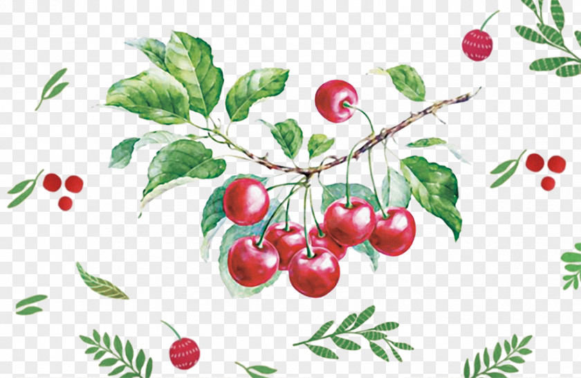 Hand-painted Cherry Watercolor Painting Drawing Fruit Illustration PNG