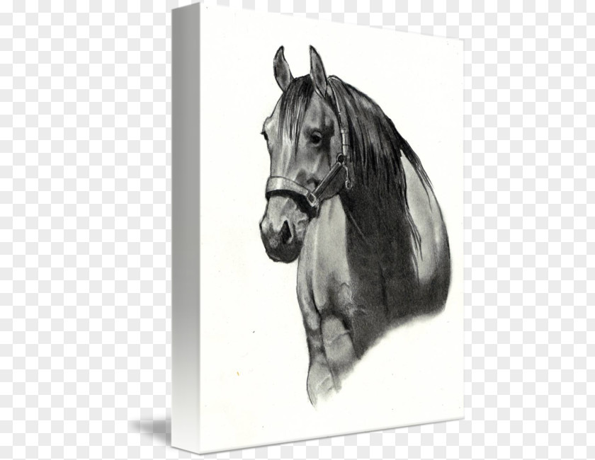Horse Front Drawing Paper Sketch PNG