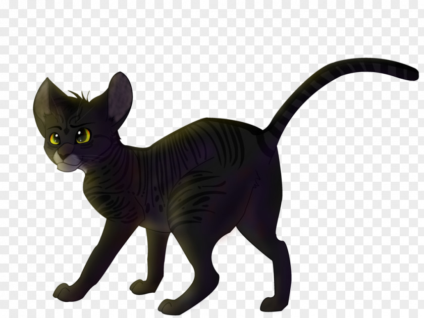 Kitten Korat Black Cat Whiskers Domestic Short-haired PNG