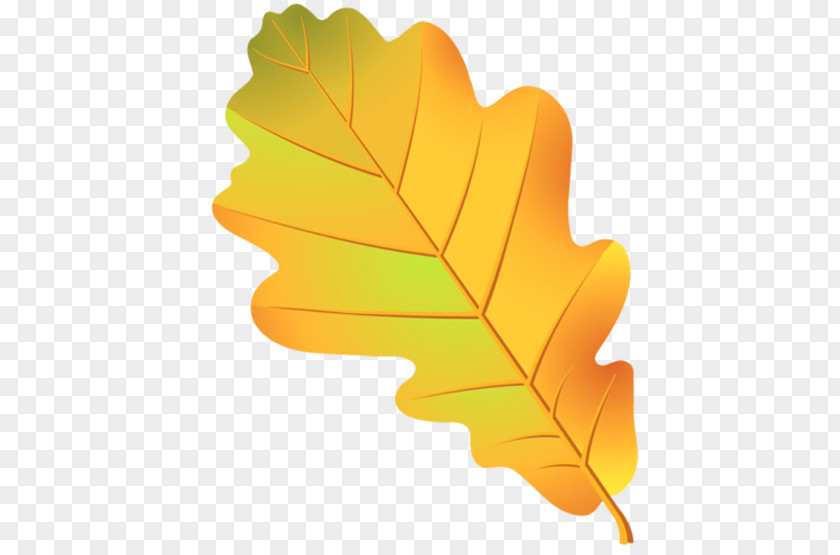 Leaf Oak Tree Acorn Drawing PNG
