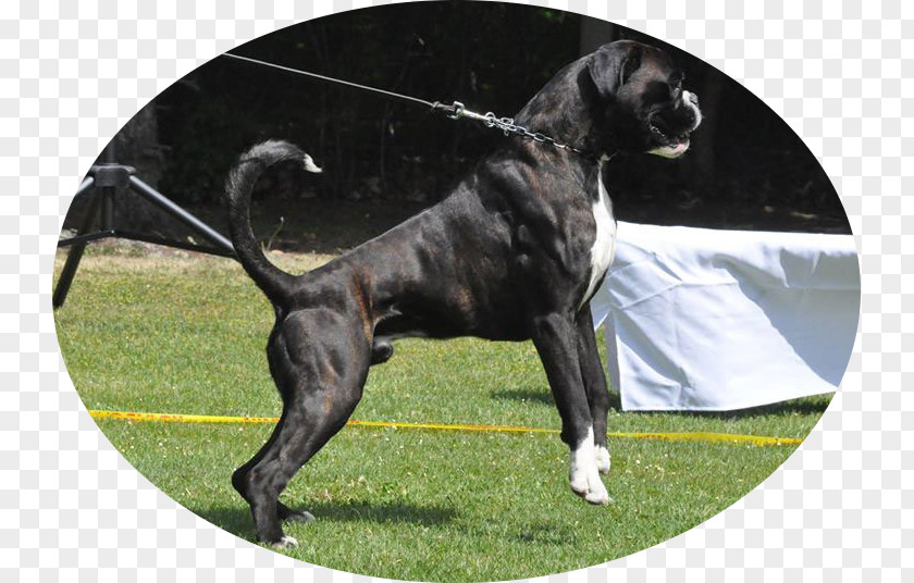 Russian Roulette Dog Breed Puppy Litter Boxer Responsible Gaming PNG