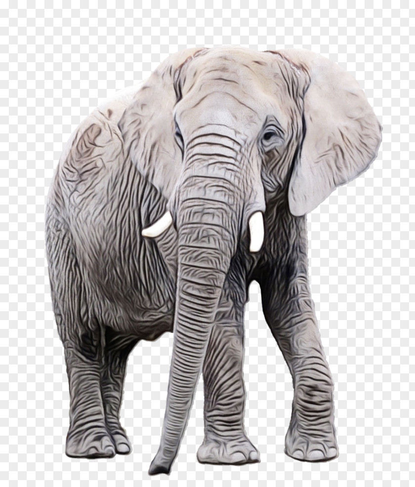 African Bush Elephant Stock Photography Clip Art PNG
