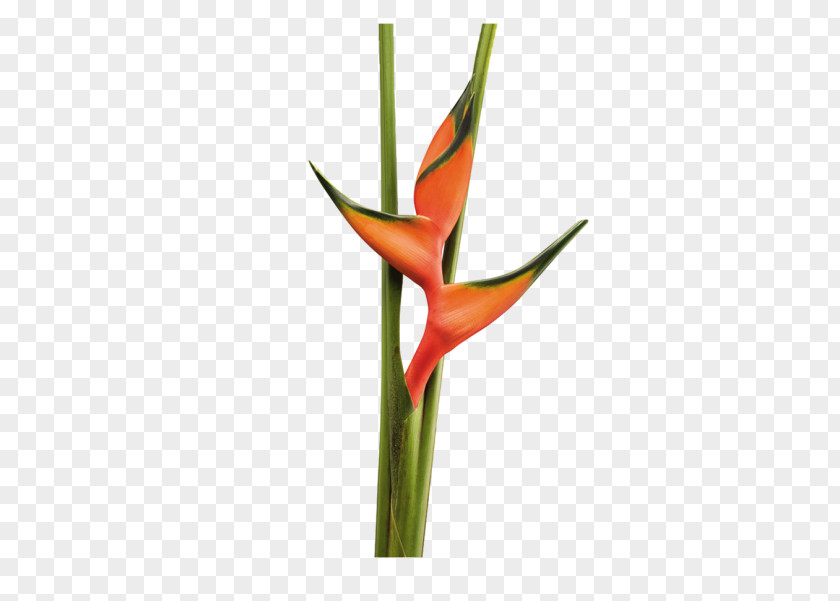 Amaryllis Family Anthurium Lily Flower Cartoon PNG