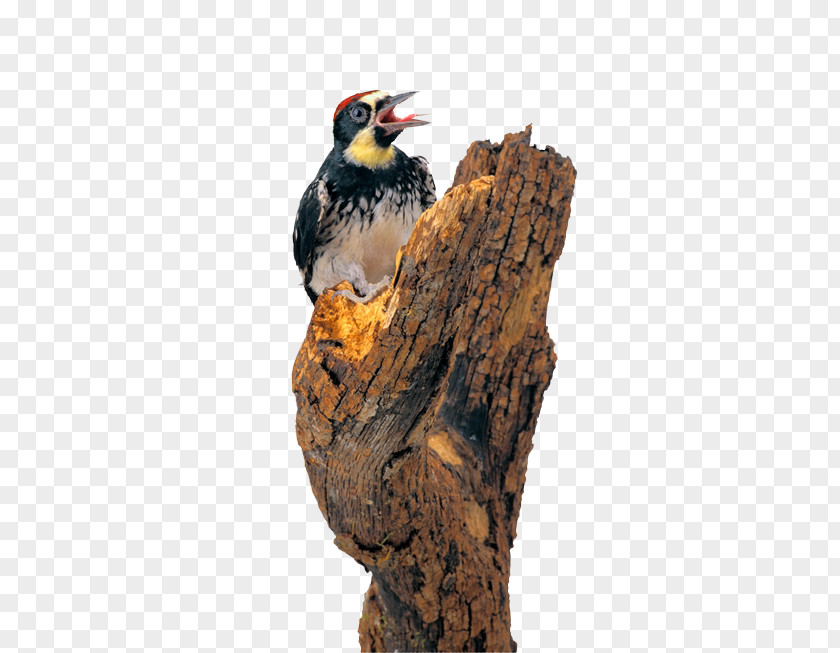 Creature Woodpecker Bird Dendrocopos Piciformes PNG