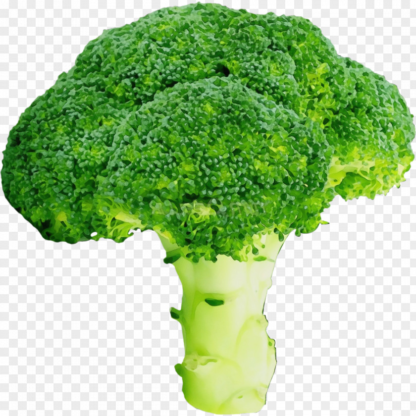 Lettuce Food Broccoli Leaf Vegetable Cruciferous Vegetables Green PNG